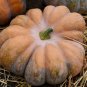 Fairy Tale Pumpkin Seeds, 7 Seeds or 1 Gram, Musque de Provence, NON-GMO, Heirloom