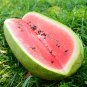 Charleston Gray Watermelon Seeds, 14 Seeds or 2 Gram, NON-GMO, Huge 35-50 lbs