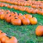 Connecticut Field Pumpkin 10 Seeds, Traditional Pumpkin, Halloween, Pie