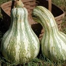 Cushaw Green Striped Pumpkin, 4 Seeds or 1 Gram, NON-GMO, Tennessee Sweet Potato