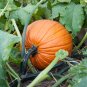 Jack O Lantern Pumpkin Seeds, 10 Seeds or 2 Gram, Halloween Pumpkin, Pumpkin Pie