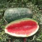 Congo Watermelon Seeds, 25 Seeds or 2 Gram, NON-GMO, Gigantic 35-50 lbs, Super Sweet