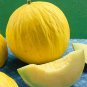 Casaba Melon, 25 Seeds, Golden Beauty, NON-GMO, Muskmelon