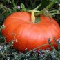 Cinderella Pumpkin Seeds, 4 Seeds or 1 Gram, Pumpkin Pie, Halloween, Rouge vif d'Etampes