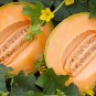 Delicious 51 Melon Seeds, 25 Seeds, Cantaloupe, NON-GMO
