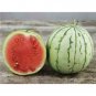 Dixie Queen Watermelon 20 Seeds, Cuban Queen, NON-GMO, Crimson, Heirloom