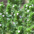 Common Thyme Seeds, 3500 Seeds or 1/2 Gram, Thymus vulgaris, NON-GMO