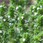 Common Thyme Seeds, 3500 Seeds or 1/2 Gram, Thymus vulgaris, NON-GMO