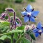 Borage Seeds, 30 Seeds, Starflower, Tailwort, NON-GMO