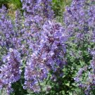 Catnip Seeds, 300 Seeds, Nepeta Cataria, NON-GMO