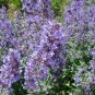 Catnip Seeds, 300 Seeds, Nepeta Cataria, NON-GMO