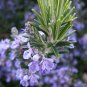 Rosemary Seeds, 50 Seeds, NON-GMO, Heirloom