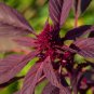 Red Garnet Amaranth 500 Seeds, Kiwicha, NON-GMO