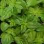 Genovese Basil Herb 250 Seeds, NON-GMO, Heirloom, 250 Seeds
