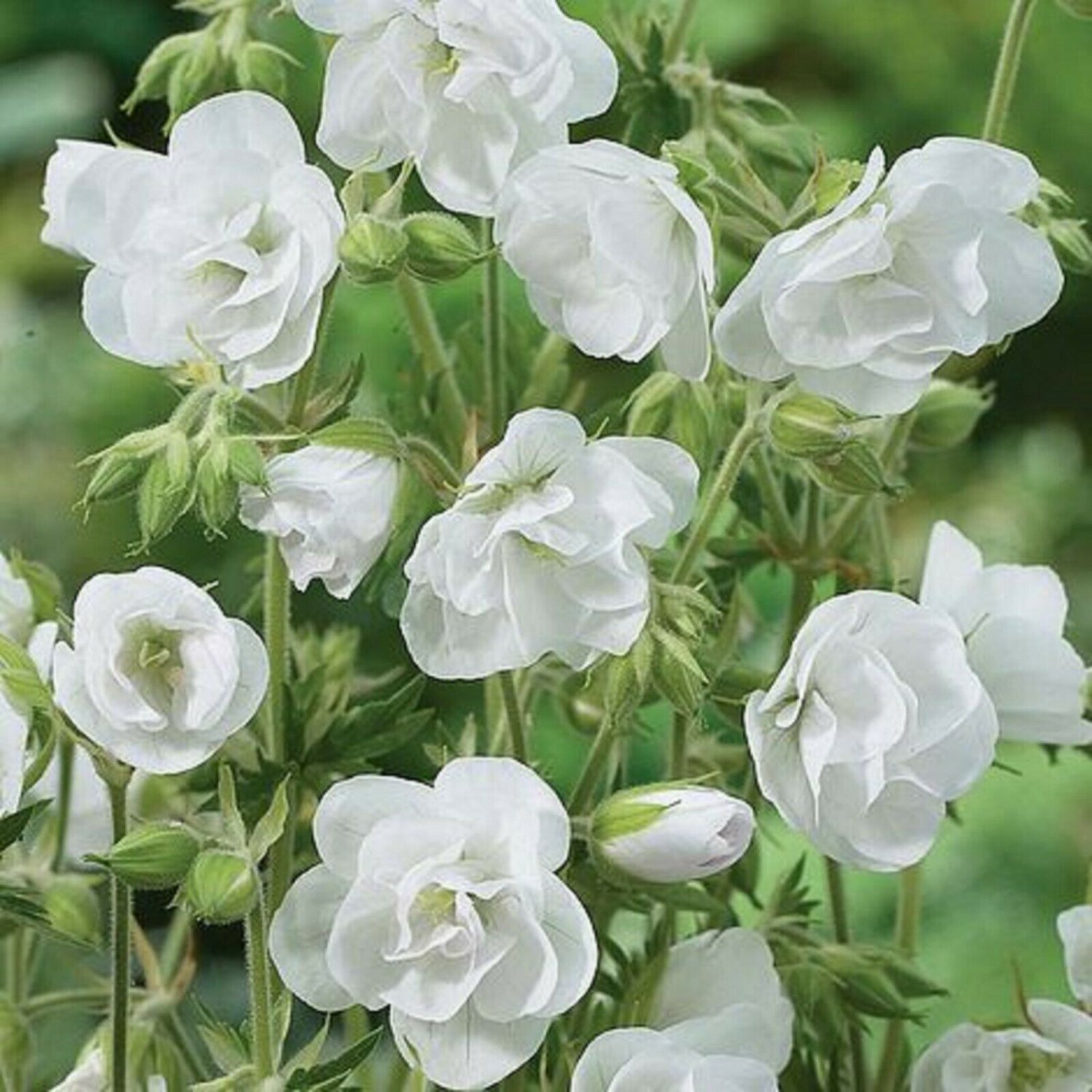 Цветы герань садовая. Герань Луговая []* (Geranium pratense. Герань "Laura" (Geranium pratense).