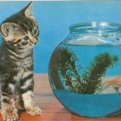 CURIOSITY - Tabby Kitten & Goldfish