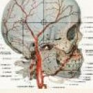 Set of 3 Postcards - Human Body