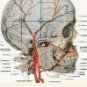 Set of 3 Postcards - Human Body