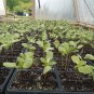 48 live sunflower plants MIX Pre Order for May 23-24th