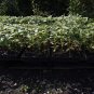 48 live sunflower plants MIX Pre Order for May 23-24th