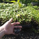48 live sunflower plants MIX Pre Order for May 23-24th