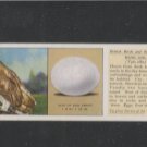 British Bird and their eggs