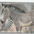 Grevy's Zebra #5