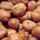 Whole Egyptian Doum Organic Dried Fruit Healthy Food حبات نبات الدوم المصري Whole Egyptian Doum Organic Dried Fruit Healthy Food حبات نبات الدوم المصري