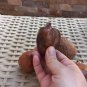 Whole Egyptian Doum Organic Dried Fruit Healthy Food &Oslash;&shy;&Oslash;&uml;&Oslash;&sect;&Oslash;&ordf; &Ugrave;�&Oslash;&uml;&Oslash;&sect;&Oslash;&ordf; &Oslash;&sect;&Ugrave;�&Oslash;&macr;&Ugrave;�&Ugrave;� &Oslash;&sect;&Ugrave;�&Ugrave;�&Oslash;&micro;&Oslash;&plusmn;&Ugrave;�
