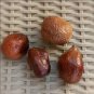 Whole Egyptian Doum Organic Dried Fruit Healthy Food &Oslash;&shy;&Oslash;&uml;&Oslash;&sect;&Oslash;&ordf; &Ugrave;�&Oslash;&uml;&Oslash;&sect;&Oslash;&ordf; &Oslash;&sect;&Ugrave;�&Oslash;&macr;&Ugrave;�&Ugrave;� &Oslash;&sect;&Ugrave;�&Ugrave;�&Oslash;&micro;&Oslash;&plusmn;&Ugrave;�