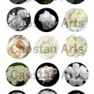 White Roses 1" Bottle Cap Images 4x6 Digital sheet only