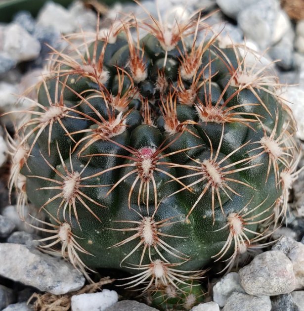 Baby Gymnocalycium mesopotamicum Live Tree Garden Decor