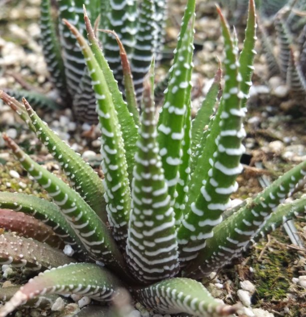Baby Haworthia fasciata zebra plant Live Tree Garden Decor
