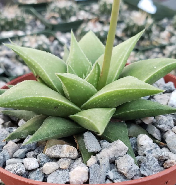 Baby Haworthia rigida Live Tree Garden Decor