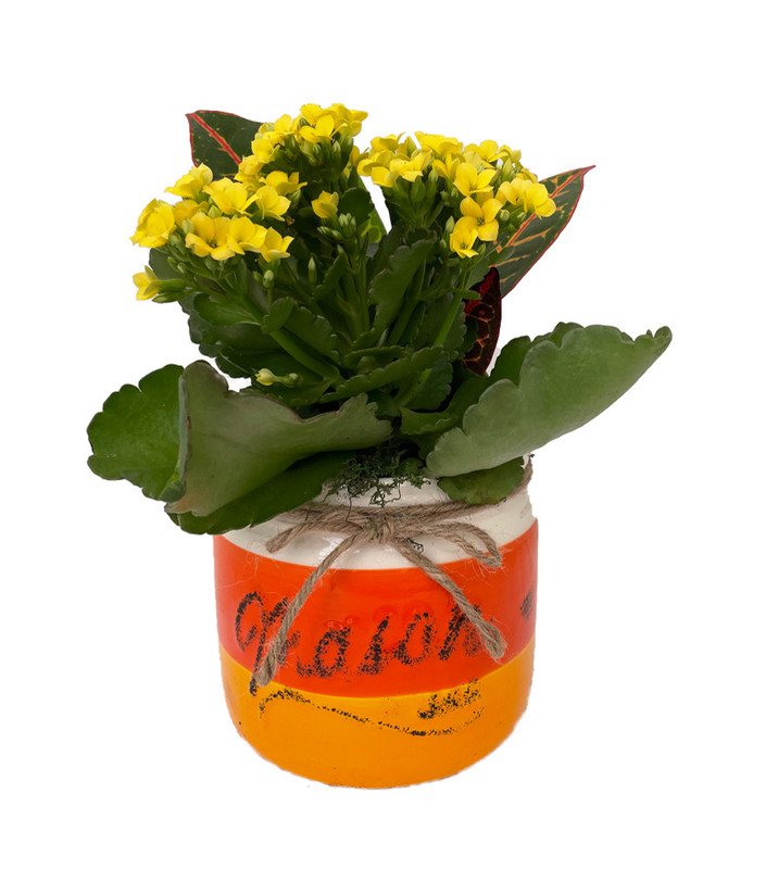 Best Candy Corn Mason Jar Ceramic Planter with Yellow Kalanchoe and