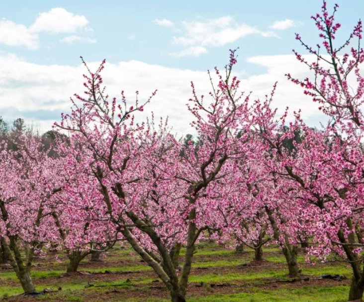 Best Elberta Peach Garden Tree