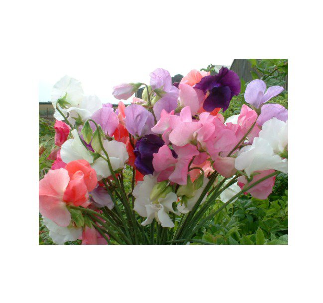 HOT Sweet Pea Mammoth Mix Flower 40+ ENG Seeds