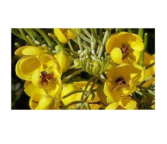 SILVER CASSIA SENNA ARTEMISIOIDES NATIVE FLOWERING SHRUB 25 AU SEEDS