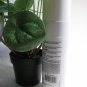 PHYSIODERMIE sensitive skin emulsion cream 200ML/6.76 FL.OZ NEW