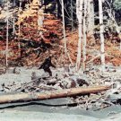 Mysterious Encounters DVD Episodes Rare Autumn Williams Bigfoot Sasquatch  Moneymaker DVD