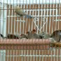 FeatherSmart Horizontal Millet Holder
