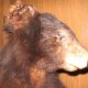 TAXIDERMY ANTLERS AND MOUNTS