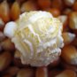 Mushroom Kernel Popcorn 2 Pounds