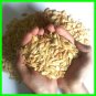 100ps Seeds Argan Viable Nuts Tree Argania Spinosa Fresh Seed Morocan VeryRare