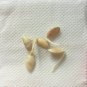100ps Seeds Argan Viable Nuts Tree Argania Spinosa Fresh Seed Morocan VeryRare