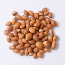 Argan Nuts Tree Argania Spinosa 3 LBS Seeds Bio New Harvest Rare Very Extremely