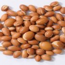 30 Seed Argan Tree Argania Spinosa Nut Morocco New Harvest Rare Very Extremely