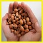 30pcs Argania Spinosa Seed Maroc Argan Tree Graines Nouvelle RÃ©colte Rare