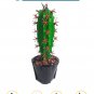 BuildMoc The Largest Cactus Carnegiea Gigantea Model Desk Accessory 740 Pieces