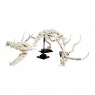 BuildMoc Dragon Fossil Gigantic Dragon Skeleton Model 617 Pieces BuildMoc Dragon Fossil Gigantic Dragon Skeleton Model 617 Pieces